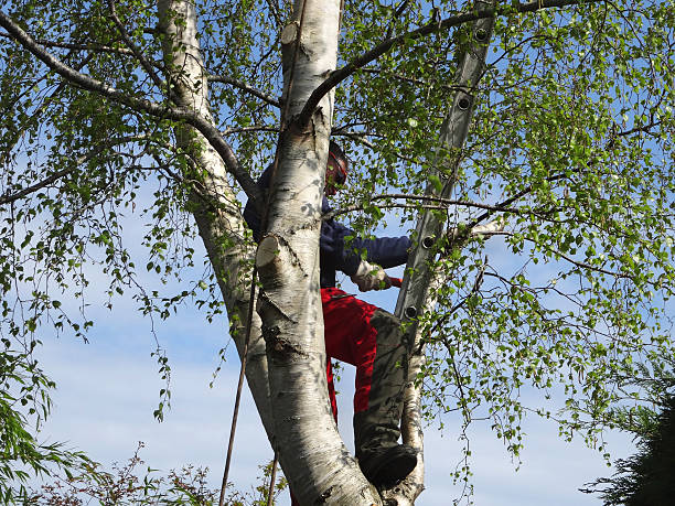 How Our Tree Care Process Works  in  Pawhuska, OK